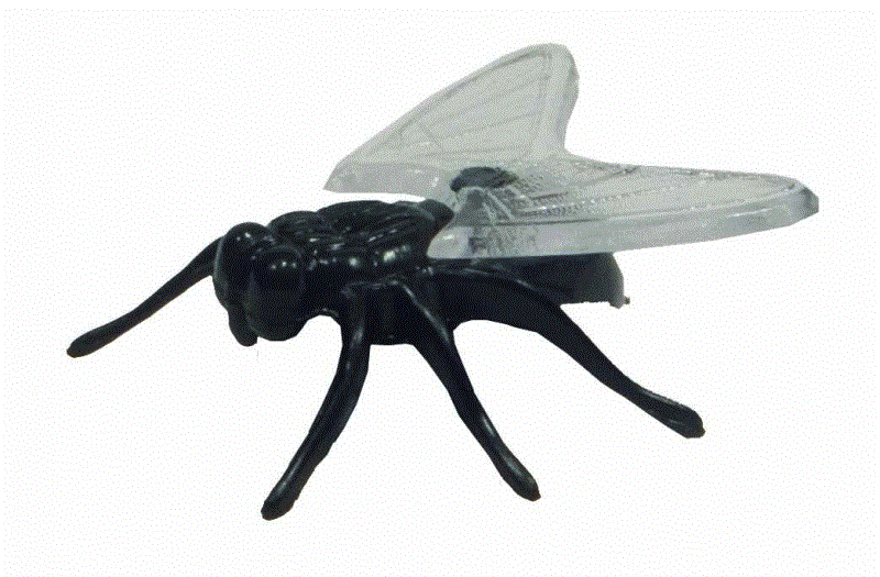 Magneto Magnet-Fliege Magnetisches Krabbeltier 