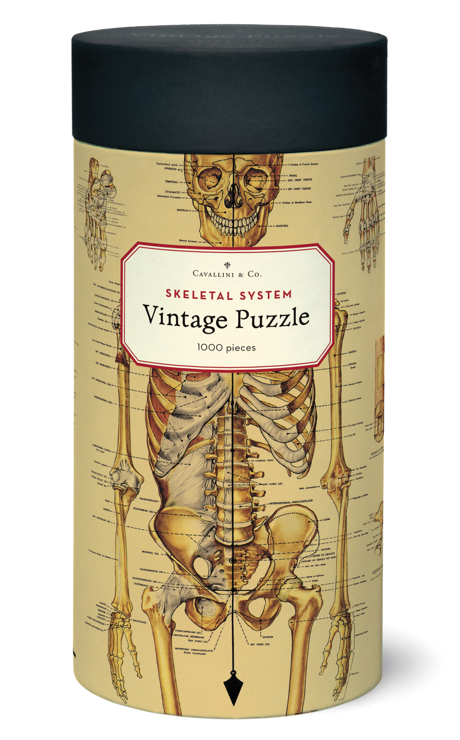 Cavallini & Co. Vintage Puzzle Skeletal System 1000 Teile