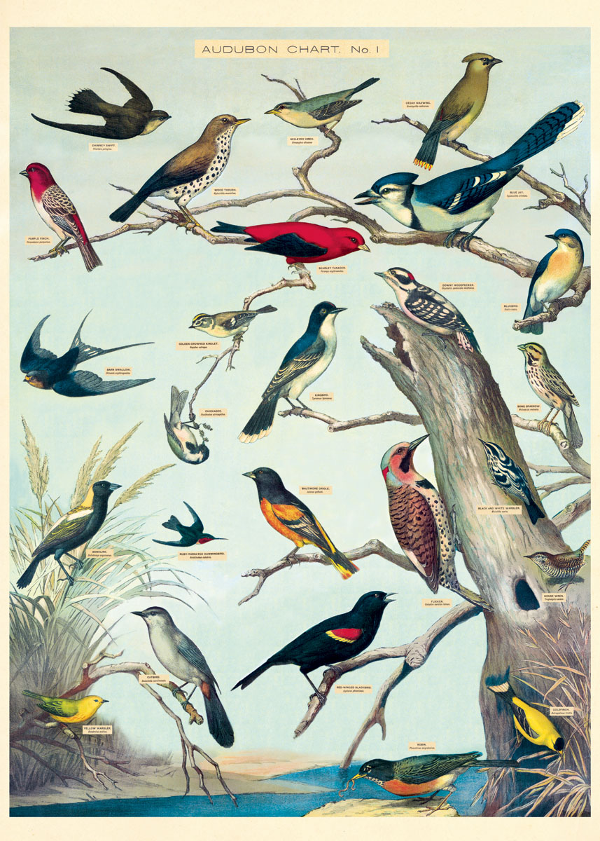 Cavallini & Co Poster Vögel 20" x 28" -1-