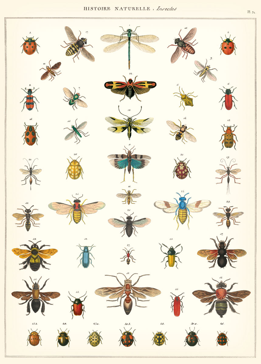 Cavallini & Co Poster Insekten 20" x 28" -19-