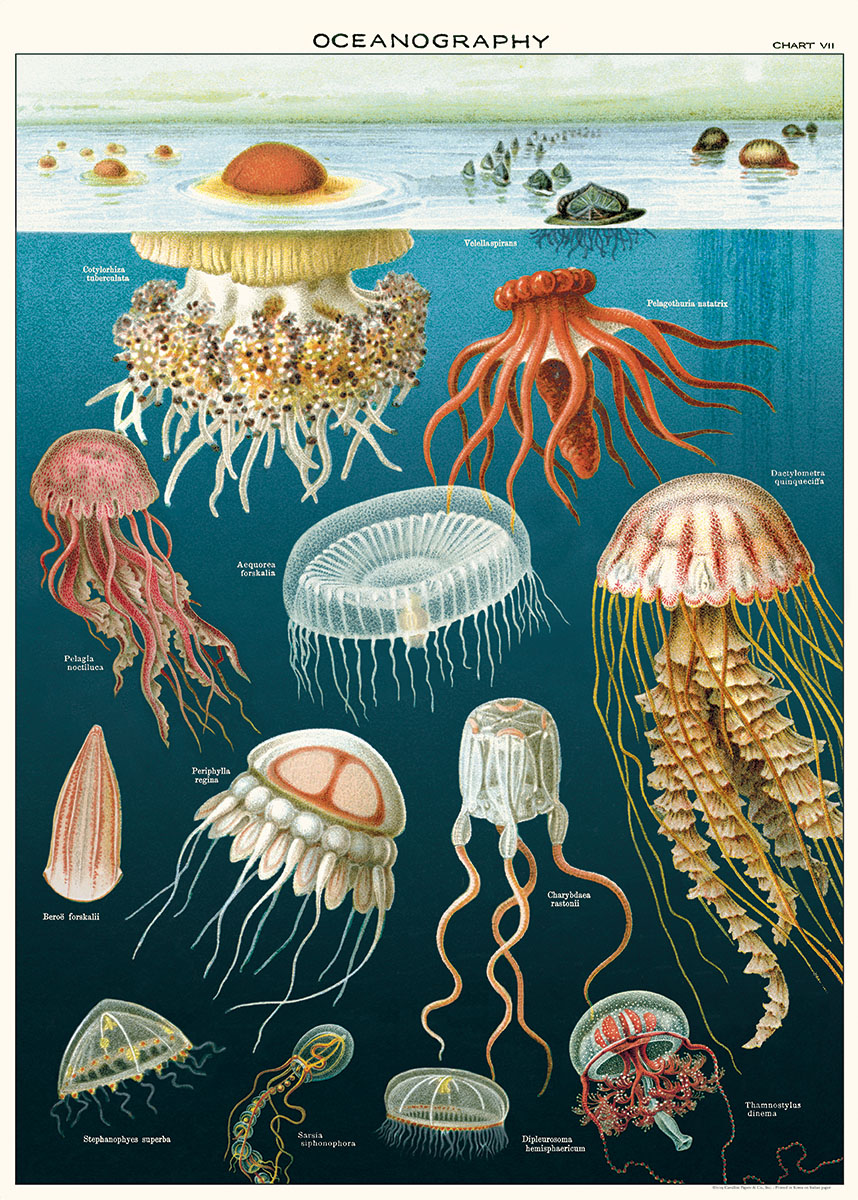 Cavallini & Co Poster Quallen"20 x 28" -16-