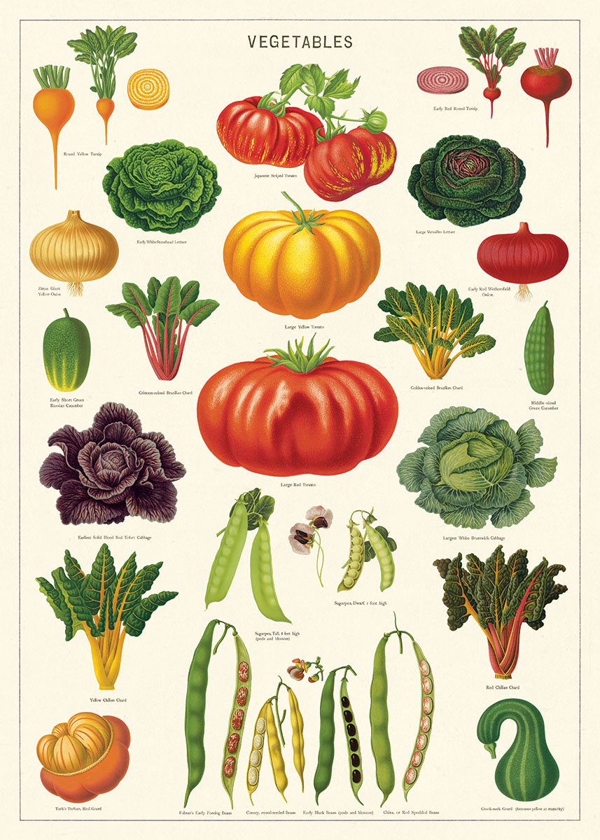 Cavallini & Co Poster Herbstgemüse "20 x 28" -18-