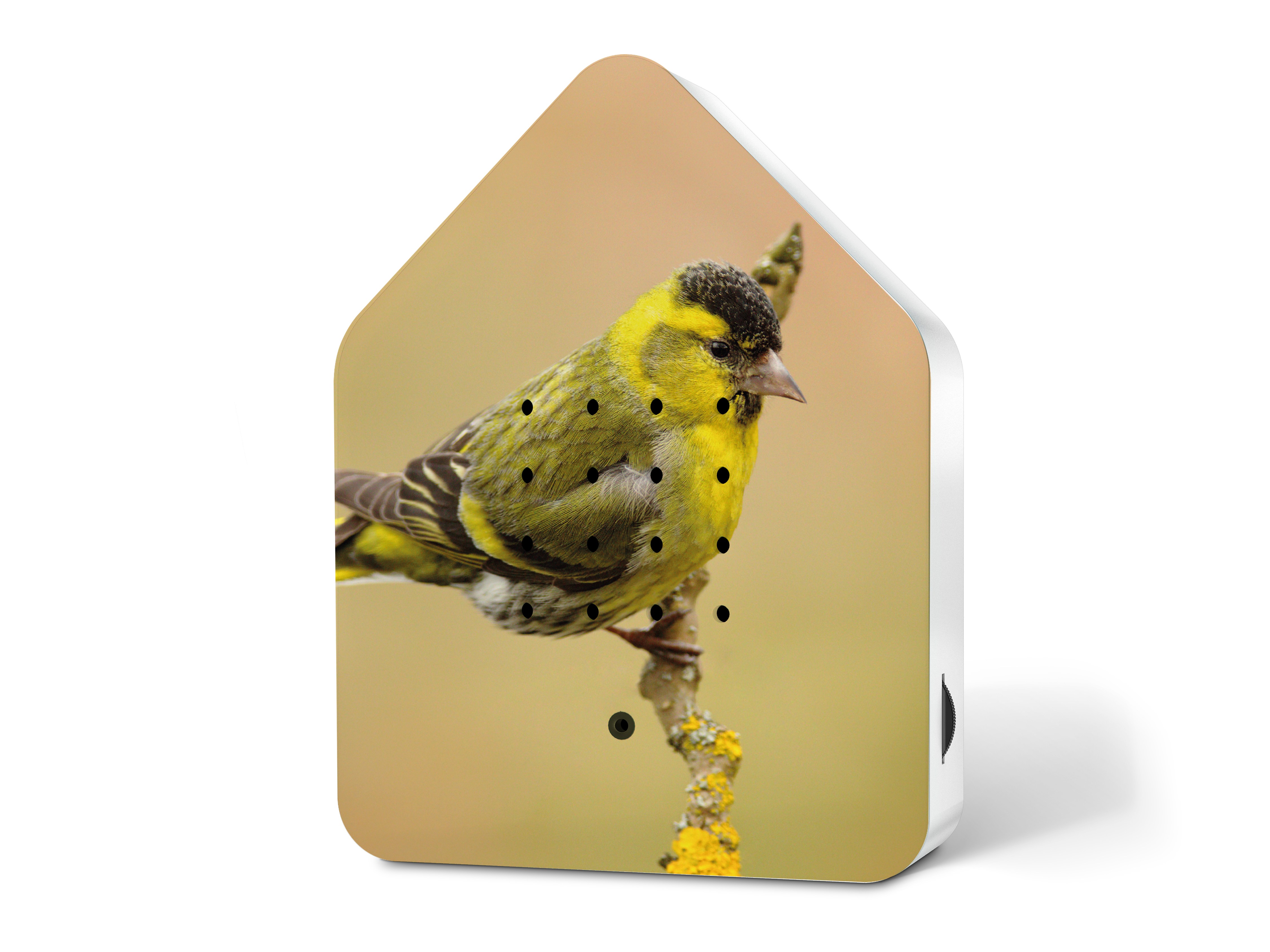 Zwitscherbox Eurasian Siskin Limited Edition mit dem Erlenzeisig als Coverbild