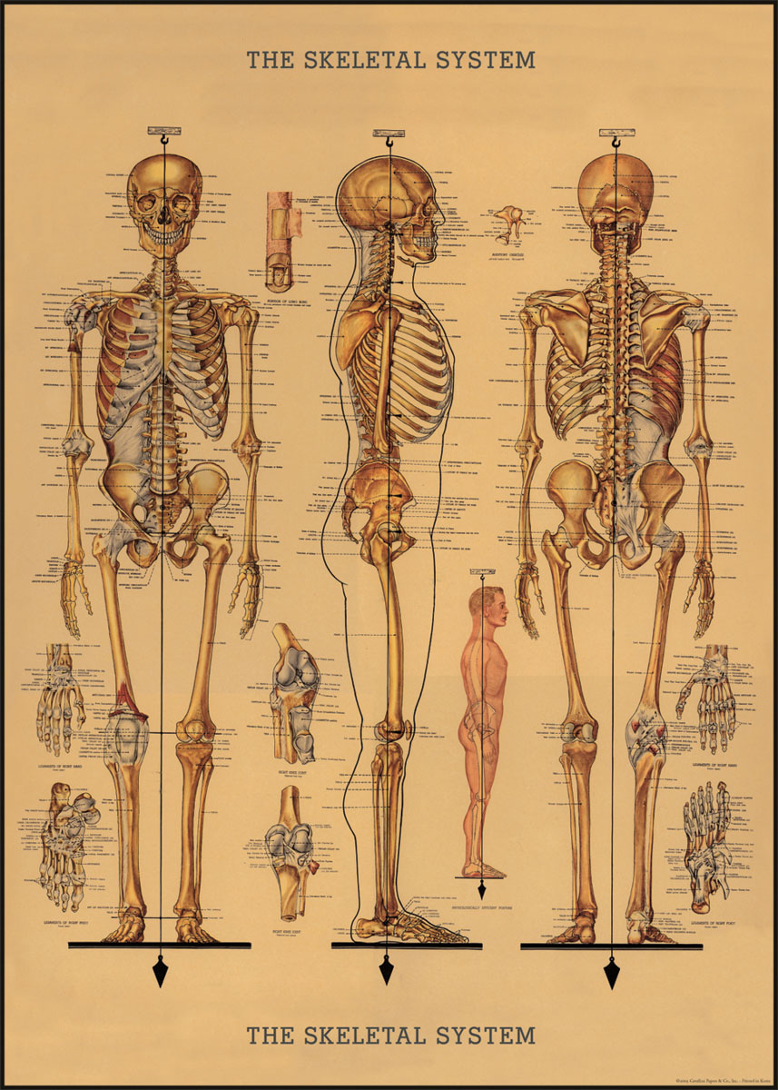 Cavallini & Co Poster Skelett 20" x 28" -23-