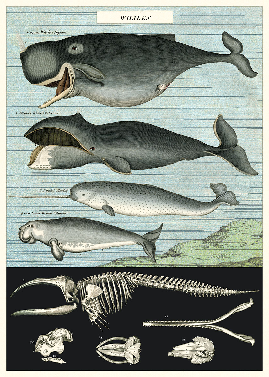 Cavallini & Co Poster Wale 20" x 28" -5-